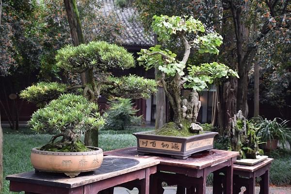 Bonsai-Garten im Park der Strohh�tte von Du Fu in Chengdu