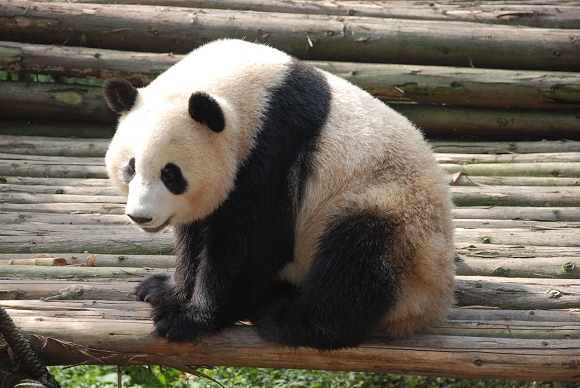 Sichuan Panorama (Privatreise)