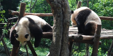 Sichuan Reisen & Gro�e Pandas